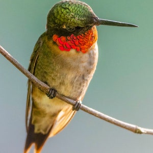 May include: A small, green, red, and brown hummingbird perched on a thin branch. The bird has a long, thin beak and a bright red throat.