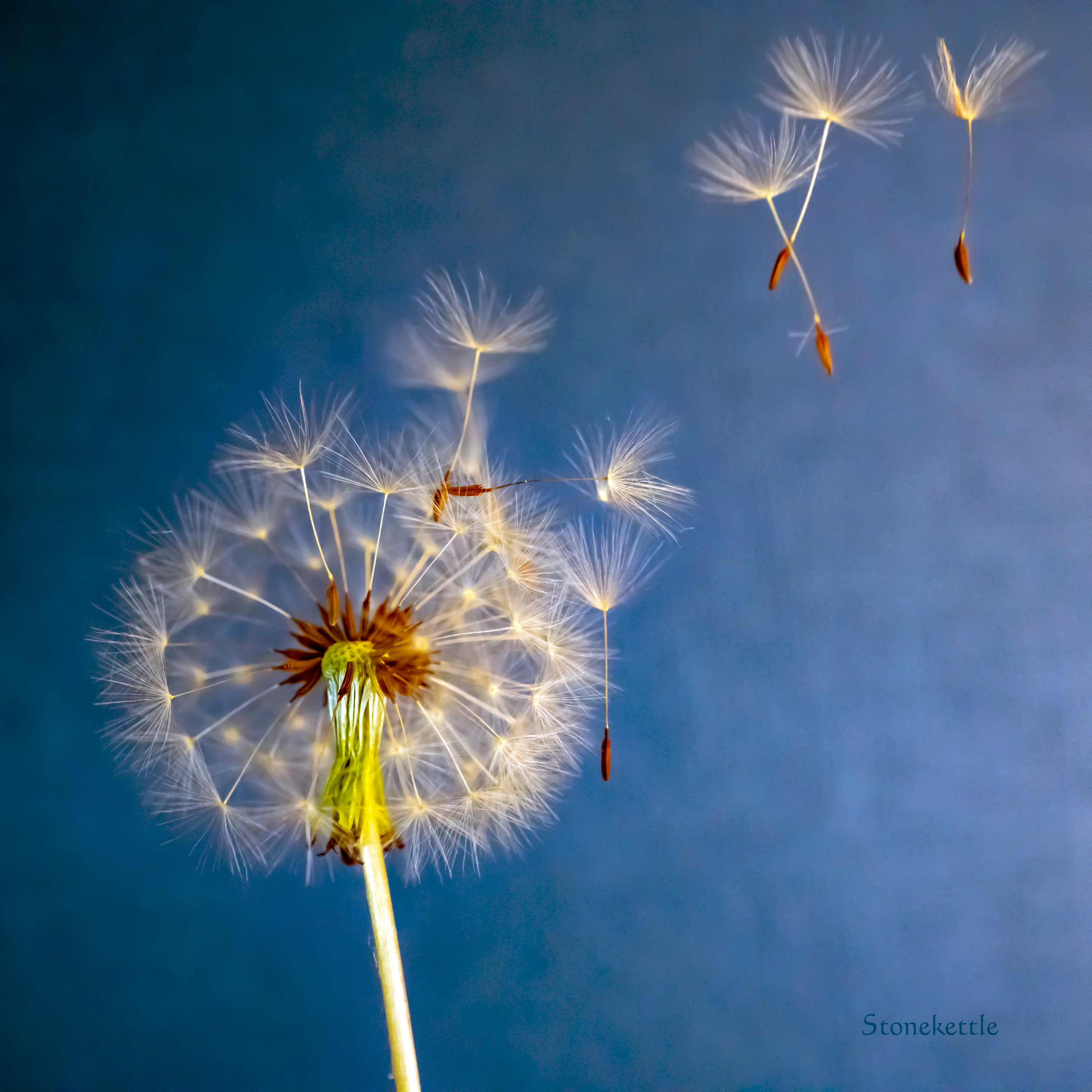 Dandelion #35 Print (square) - Etsy
