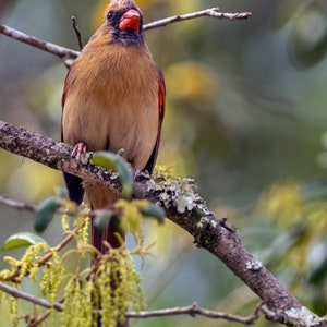 Female Cardinal #1 Print