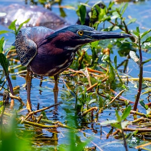 Groene reiger #2 print