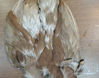 5wshawg53rat6m