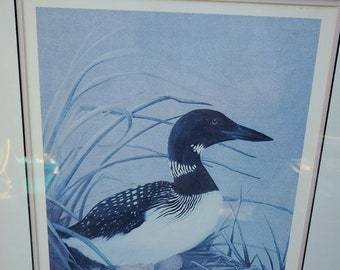 Loon On Nest Signed Numbered Framed Print Charles Johnston