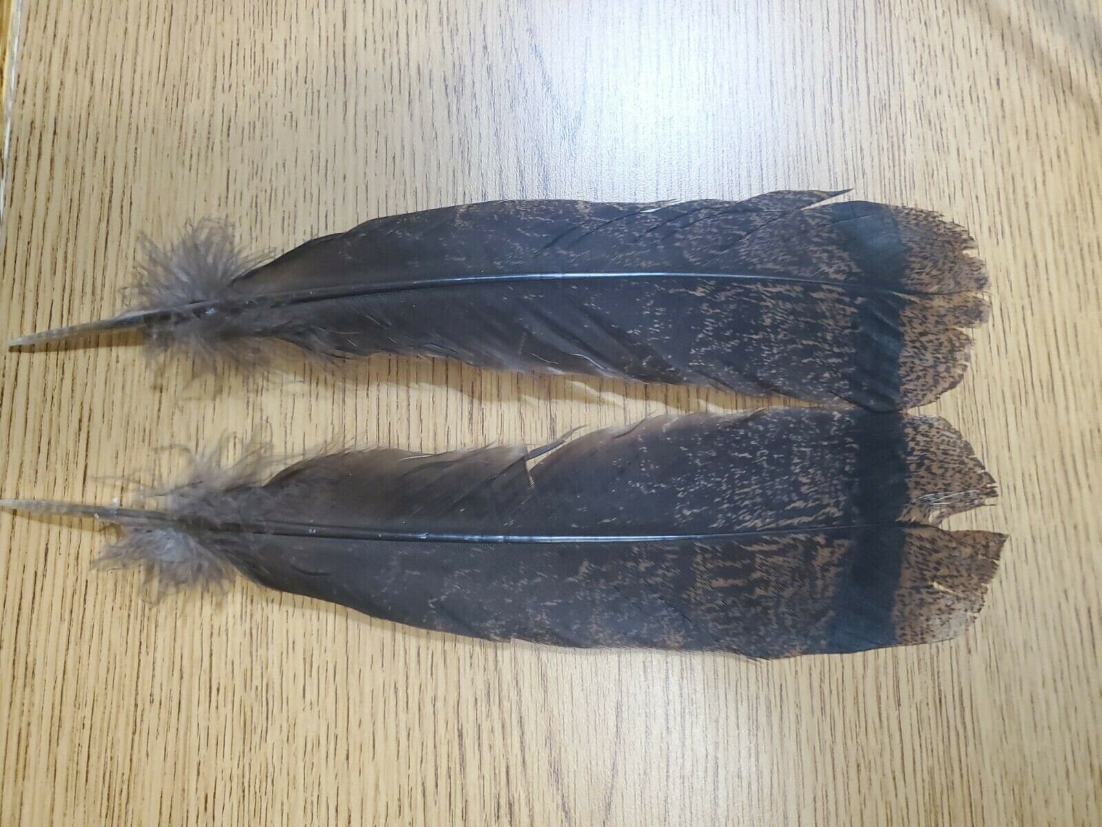Wild Tail Feathers, 50 Pieces Natural Black and Brown Wild Merriam Turkey  Tail Wholesale Feathers bulk: 4009 -  Israel