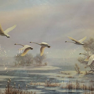 Flyby Trumpeter Swans By Mary Pettis Wirkkula Print S/N 1989