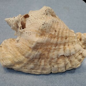 Conch 10&quot; Seashell Shell S6