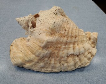 Conch 10" Seashell Shell S6