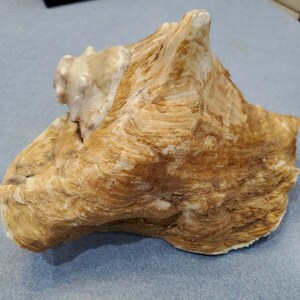 Conch 9 1/2&quot; Seashell Shell S5