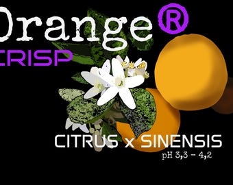 Aesthetic Orange Crisp T-Shirt, Citrus Sinensis Botanical Design, Modern Graphic Tee, Casual Unisex Cotton Shirt