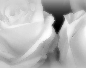 White roses Greeting or Note Card  INSTANT download PDF