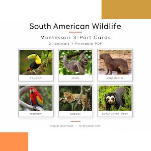 South American Animals Montessori 3-Part Cards, 21 Wildlife Nomenclature Cards, Printable PDF