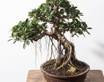 28-Year-Old Banyan Bonsai | Ficus Benghalensis | with Dramatic Aerial Roots | Ceramic Pot | Birthday Gift
