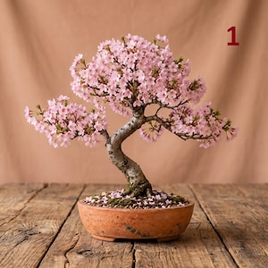 Puede incluir: Un bonsái con un tronco curvo y texturizado, cubierto de numerosas flores pequeñas de cerezo de color rosa claro. El árbol está plantado en una maceta redonda de cerámica color terracota con tierra y pétalos caídos, marcado con el número 1.