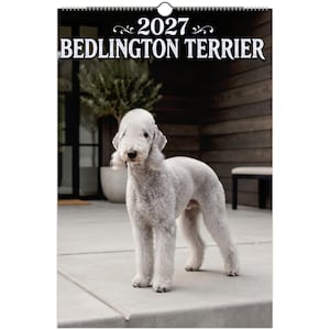 May include: A 2027 wall calendar featuring a Bedlington Terrier. The calendar displays the text 2027 BEDLINGTON TERRIER at the top in white font. The main image shows a light gray Bedlington Terrier standing on a concrete patio.