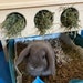 see more listings in the Rabbit Hay Feeder section