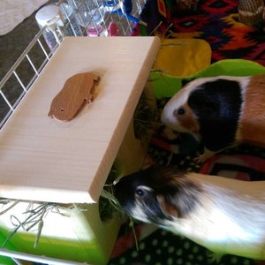 Hay feeder for guinea pigs