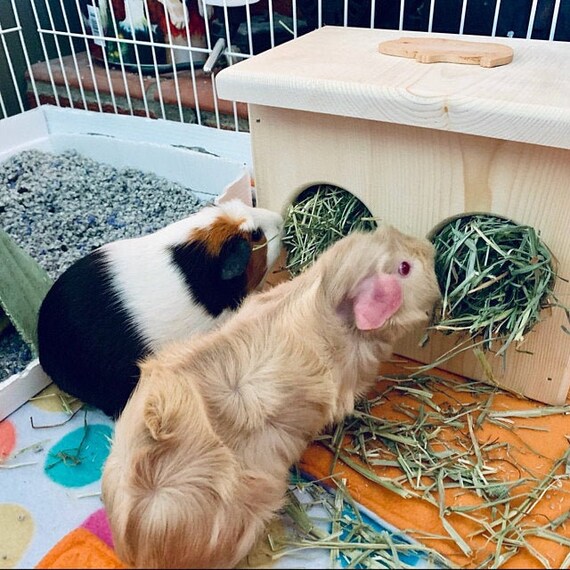 Guinea Pig Hay Feeder Etsy