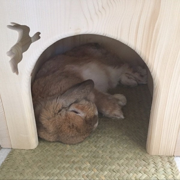 House for pet bunny rabbit