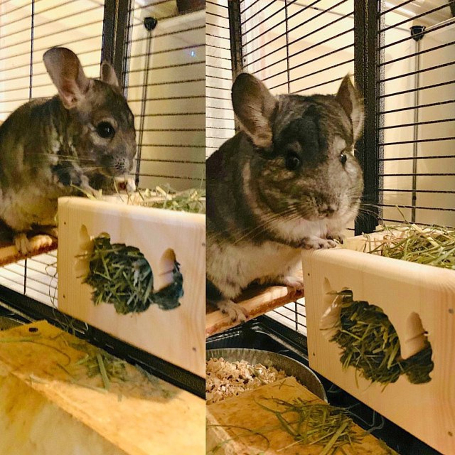Chinchilla hay feeder Etsy
