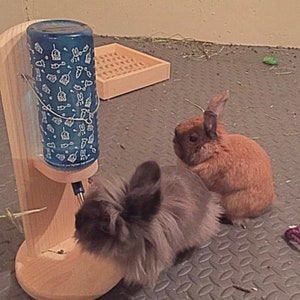 Water bottle holder for Rabbit guinea pig or chinchilla image 1