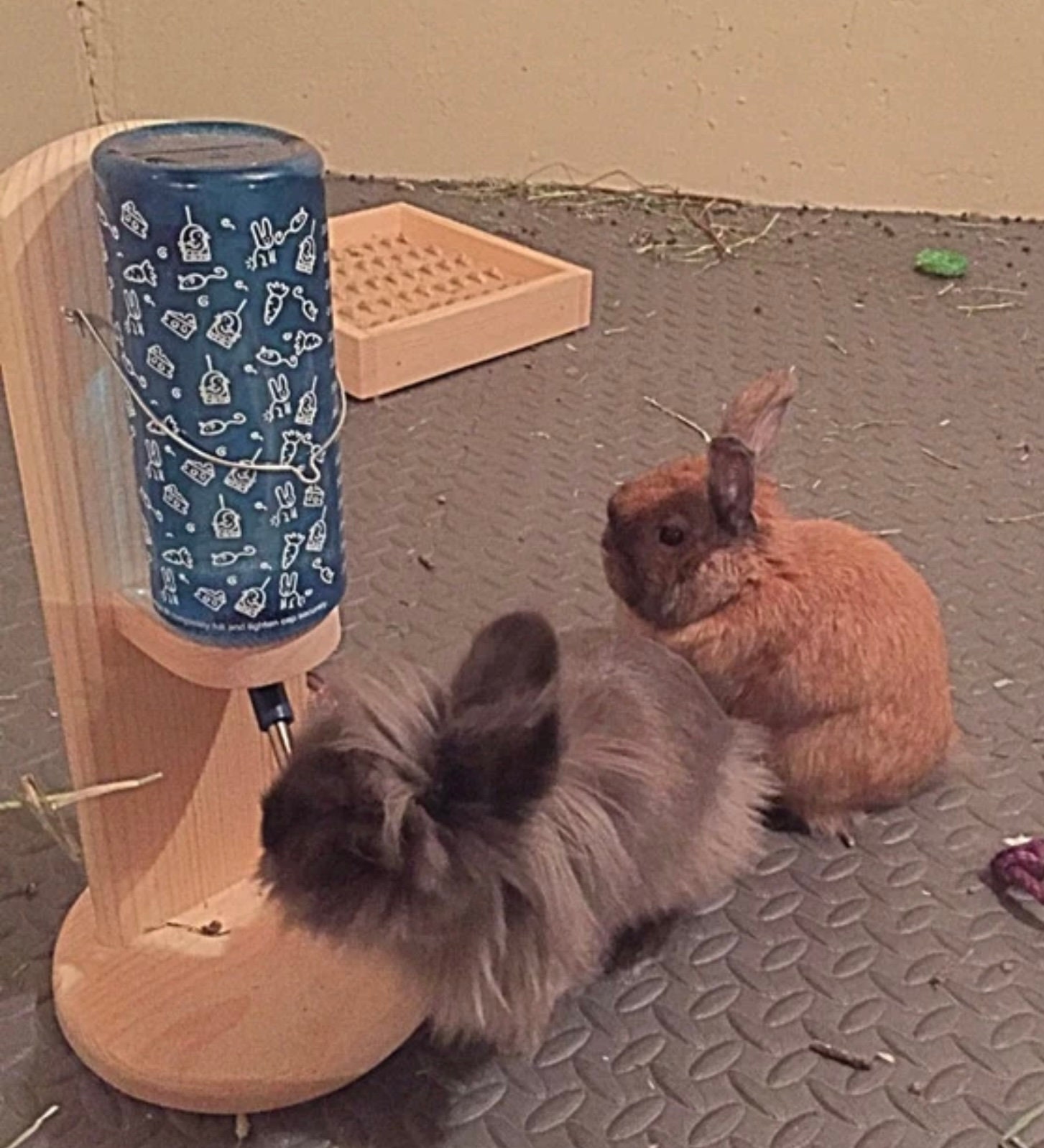 Water Bottle Holder for Rabbit Guinea Pig or Chinchilla Etsy