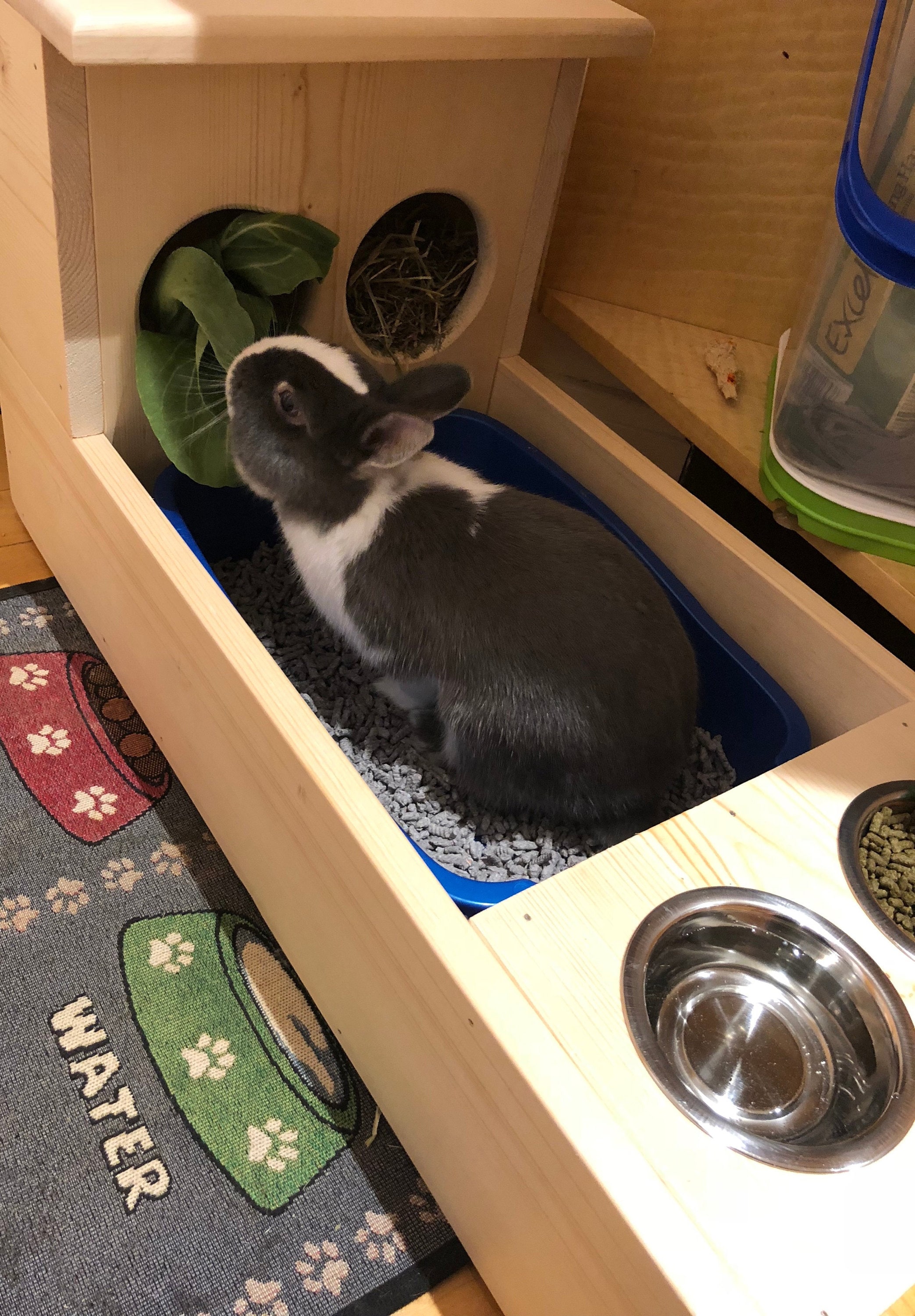 bunny automatic feeder