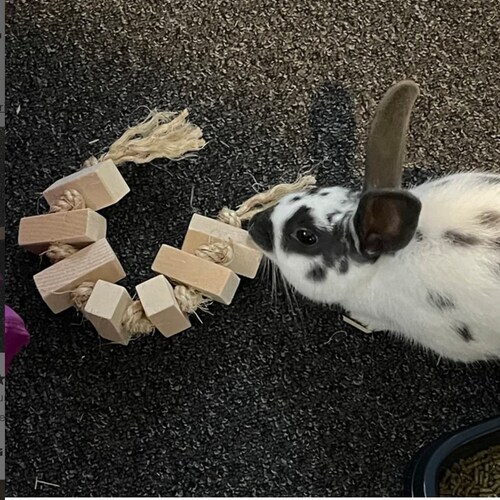 Rabbit Toysisal Rope Etsy