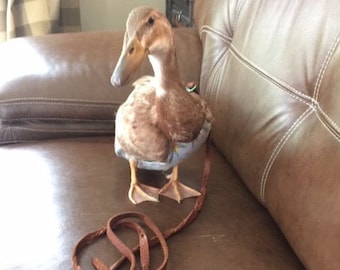 May include: A brown duck with a blue and white patterned harness is on a brown leather couch. A brown leather leash is attached to the harness and is lying on the couch.