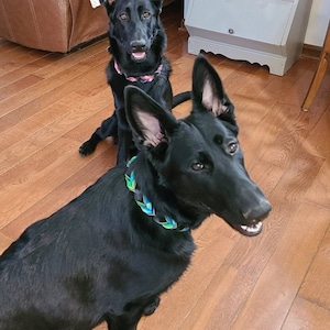 3/4&quot; Leather Collar, Braided with a traditional buckle, Custom Leather Dog Collar, 3/4&quot; wide.