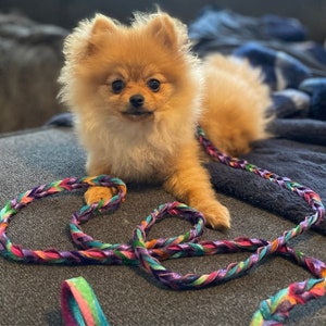 May include: A small, fluffy, orange Pomeranian dog is lying on a gray couch with a colorful braided leather leash. The leash is made of multiple strands of leather in shades of purple, pink, green, and orange.