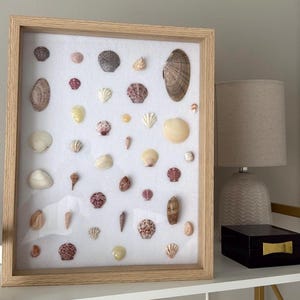 May include: A rectangular light wood shadow box frame containing a collection of various seashells arranged on a white background. The assortment includes shells of different shapes, sizes, and colors, ranging from white and cream to brown and pink.