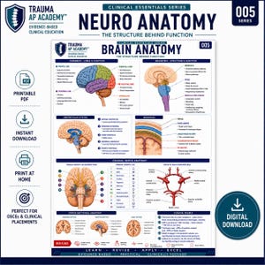 Neuro Anatomy | Neuroanatomy Revision Poster | Neurological Assessment Study Guide | Nursing, Physiotherapy + Paramedic | Digital Download