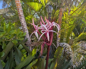 Cenário fotográfico de flores tropicais (download digital)