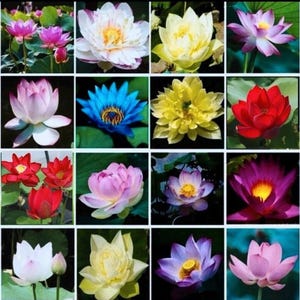 10+1 Mini Lotus Samen (Nelumbo nucifera) – Verschiedene Farben – Seltene Lotusblumen