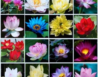 10+1 Mini Lotus Samen (Nelumbo nucifera) – Verschiedene Farben – Seltene Lotusblumen