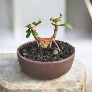 May include: A small bonsai tree with a thick, textured trunk that splits into two branches, each featuring small green leaves. The tree is planted in dark, moist soil within a round, matte brown ceramic pot with a smooth, curved exterior.