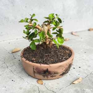 Könnte beinhalten: Ein kleiner Bonsai-Baum mit grünen Blättern und einem dicken, strukturierten Stamm, gepflanzt in einem runden, hellbraunen Keramiktopf. Der Topf zeigt eine gemalte Landschaft mit dunklen Silhouetten von Bäumen und Bergen sowie vertikalem chinesischen Text.