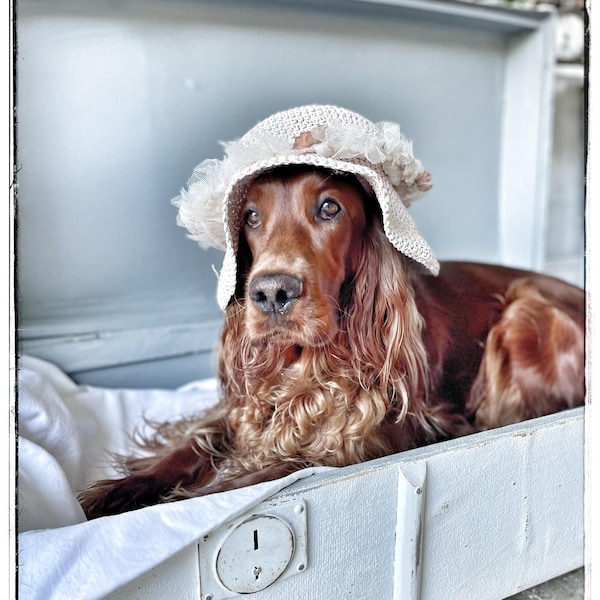 Trunk, dog bed