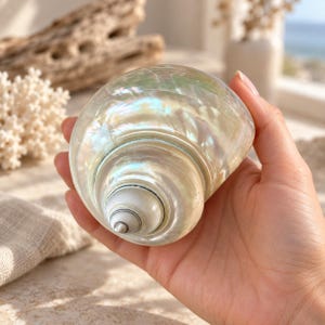 Puede incluir: Una concha marina pulida e iridiscente con una forma suave y redondeada, y un acabado nacarado que refleja la luz en tonos azul suave, verde y crema. La concha presenta un ápice en espiral en el centro, mostrando capas naturales de nácar.