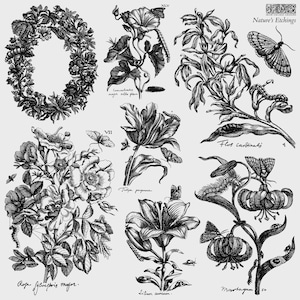 May include: Black and white botanical illustrations of various flowers, butterflies, and foliage. The image includes a floral wreath, a tulip, a lily, and other detailed plant drawings. Text includes "Nature's Etchings" and Latin plant names.