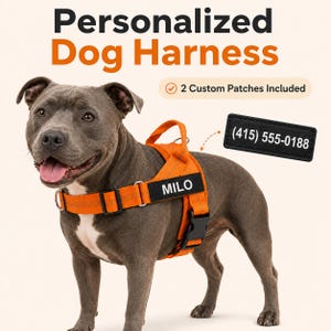 May include: A gray dog wearing a bright orange harness with a black patch labeled MILO. The text Personalized Dog Harness, 2 Custom Patches Included, and a black patch with the phone number (415) 555-0188 are visible in the image.
