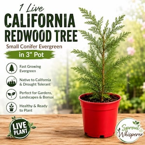 May include: A live California Redwood tree, a small conifer evergreen, planted in a 3-inch red plastic pot. The text on the image reads 1 Live California Redwood Tree, Small Conifer Evergreen in 3" Pot, Fast Growing Evergreen, Native to California & Drought Tolerant, Perfect for Gardens, Landscapes & Bonsai, Healthy & Ready to Plant, Live Plant, and Sprout Whisperer.