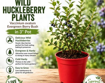 May include: A live Vaccinium ovatum wild huckleberry plant in a 3-inch red plastic pot. The evergreen bush features small green leaves and dark blue berries. Text on the image includes 1 Live Wild Huckleberry Plants, Evergreen Berry Bush, and Sprout Whisperer.