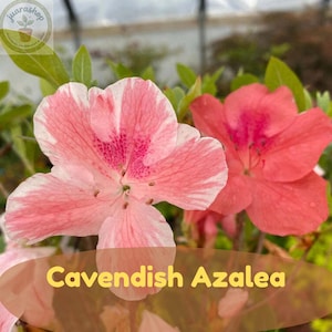 May include: A Cavendish Azalea plant featuring two distinct flowers. One flower displays variegated petals with white and soft pink stripes and a speckled center, while the other flower is a solid coral pink. Green leaves surround the blooms.