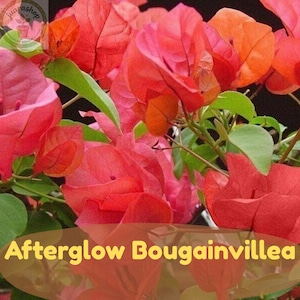 May include: A cluster of vibrant Afterglow Bougainvillea flowers featuring papery bracts in shades of coral, orange, and pink. The plant displays numerous thin, woody stems and small, oval-shaped green leaves. The text Afterglow Bougainvillea is visible.