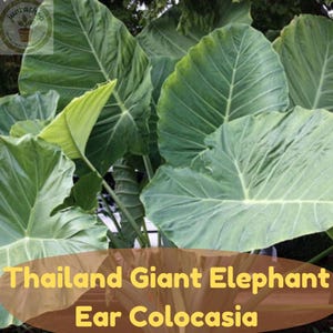 May include: A Thailand Giant Elephant Ear Colocasia plant featuring large, heart-shaped, vibrant green leaves with prominent, light-colored veins. The foliage is dense and lush, showcasing a textured surface and distinct, pointed leaf tips.