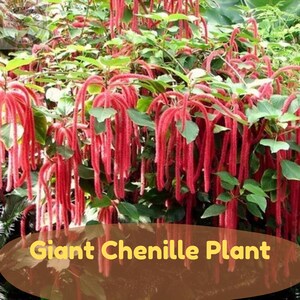 May include: A Giant Chenille plant featuring numerous long, fuzzy, bright red catkin flowers hanging downwards among lush green leaves. The plant has a dense, trailing growth habit with vibrant crimson textures throughout the foliage.