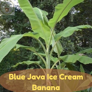 May include: A Blue Java Ice Cream banana plant featuring large, vibrant green, elongated leaves extending from a central stalk. The plant displays a lush, leafy structure with prominent veins and smooth, wide foliage reaching upward and outward.