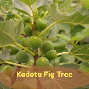 May include: A Kadota fig tree featuring numerous small, round, light green fruits growing on thin, woody branches among large, lobed, vibrant green leaves. The text Kadota Fig Tree is displayed in yellow at the bottom of the image.