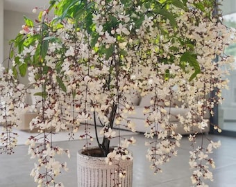 Zeldzame bruidssluier levende plant Clerodendrum Wallichii | Knikkend Glory Bower | Witte geurende bloeiende plant | Cadeau terrastuindecoratie