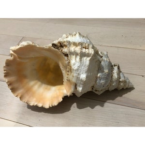 Giant Frog Pacific Lampas Tutufa Bubo Linnaeus Sea Shell 10 Inch Vintage